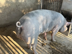 Porci de carne de vanzare - imagine 4