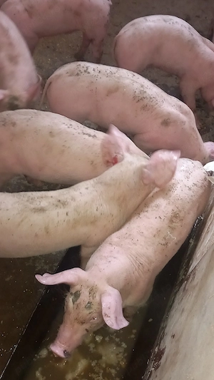 vand sau schimb cu Porumb 3 luni Castrați  - imagine 2