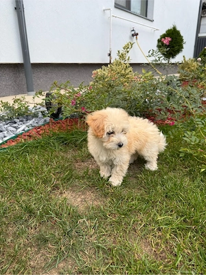 Pui femela Maltipoo, în vârstă de 2 luni si 1 saptamani culoare apricot. - imagine 2