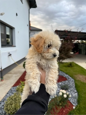 Pui femela Maltipoo, în vârstă de 2 luni si 1 saptamani culoare apricot. - imagine 4