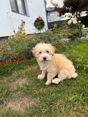 Pui femela Maltipoo, în vârstă de 2 luni si 1 saptamani culoare apricot.