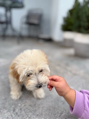 Pui femela Maltipoo, în vârstă de 2 luni si 1 saptamani culoare apricot. - imagine 5