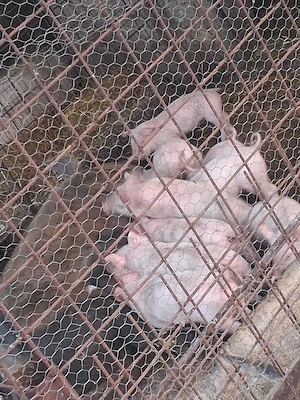 purcei marele alb din monta 7 bucăți  - imagine 3