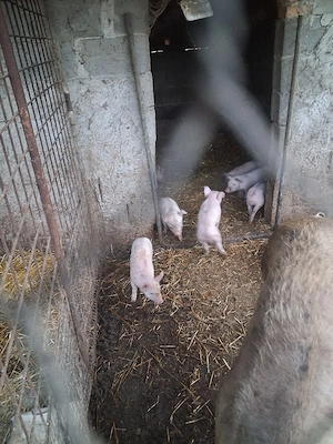 purcei marele alb din monta 7 bucăți  - imagine 4