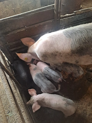 Purcea cu purcei
