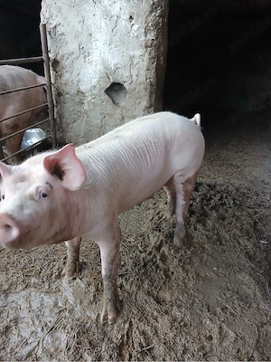 porc de vanzare