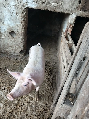 porc de vanzare - imagine 2