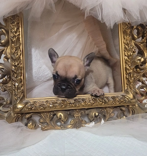 Bulldog francez