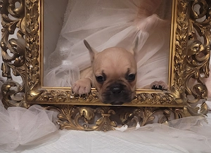 Bulldog francez