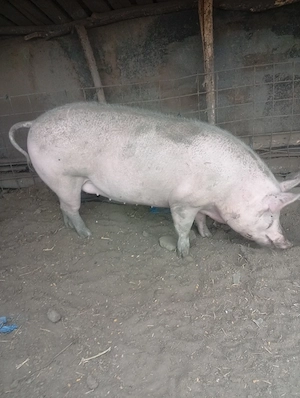 Vând porci