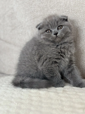 British shorthair  scottish fold
