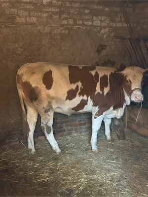 Vand Vitea baltata 