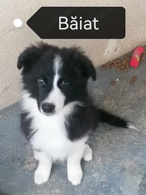 Puiuți Border Collie  - imagine 3