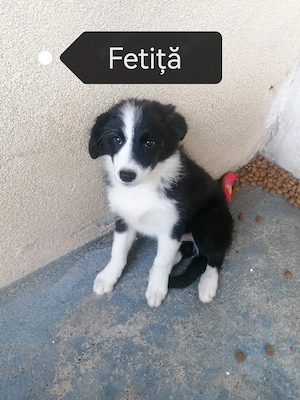 Puiuți Border Collie 