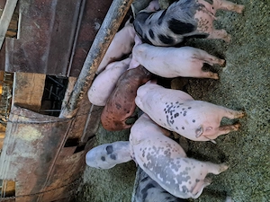 Vând 10 purcei de 9 săptămâni 