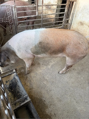 vand purcica intre 120-140 kg - imagine 4