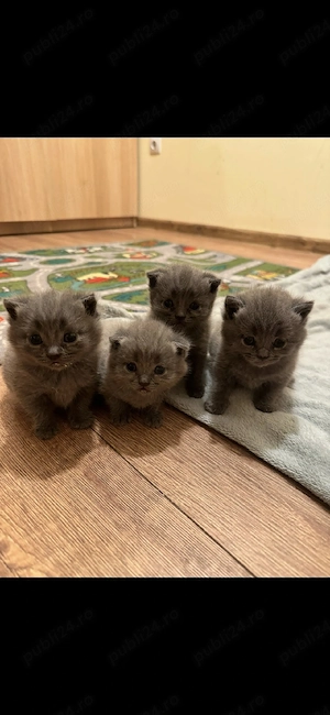 British shorthair blue 7 saptamani