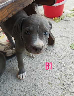 Pui Amstaff crescuti la curte