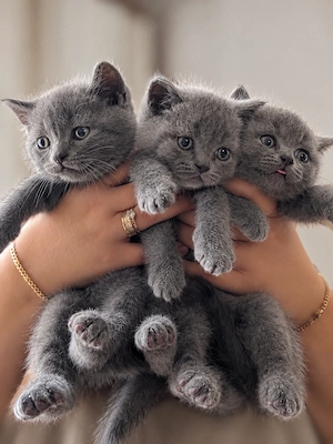 Vând pui de British Shorthair 