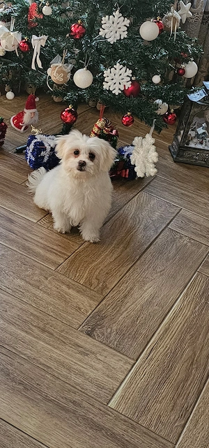 Vand bichon maltez  - imagine 2