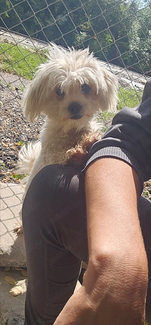 Vand bichon maltez 