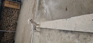 Vand bichon maltez  - imagine 3