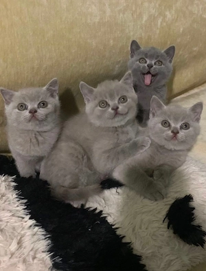 British blue shorthair  - imagine 3