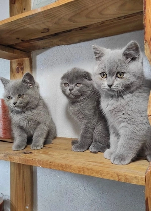 British blue shorthair  - imagine 4