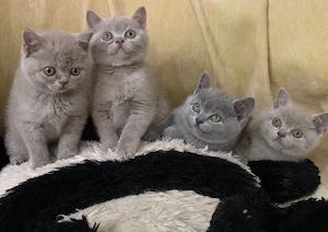 British blue shorthair  - imagine 2