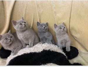 British blue shorthair 