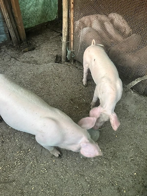 căutăm o nouă căsuță 