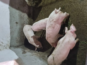 Vând porci!  Godini la 50 kg sunt castrați și deparazitați!  - imagine 5