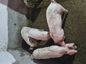 Vând porci!  Godini la 50 kg sunt castrați și deparazitați!  - imagine 4