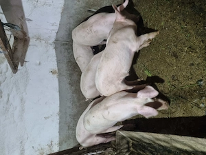 Vând porci!  Godini la 50 kg sunt castrați și deparazitați!  - imagine 2