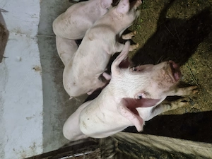 Vând porci!  Godini la 50 kg sunt castrați și deparazitați!  - imagine 3
