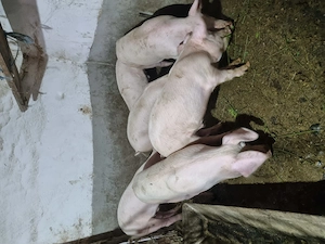 Vând porci!  Godini la 50 kg sunt castrați și deparazitați! 