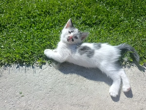 Donez pui de pisicuțe 