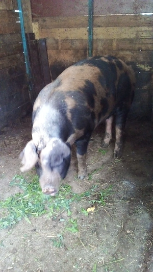 Porci de casa  - imagine 4