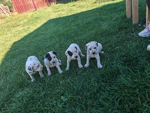 Pui Dalmatian 