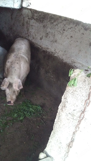 Porci de casa 