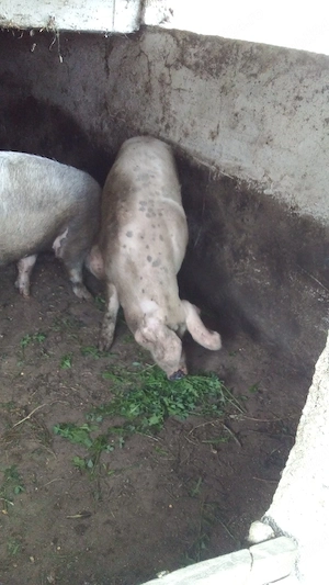 Porci de casa  - imagine 2