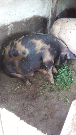 Porci de casa  - imagine 3