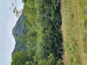 Teren Breb Maramures - imagine 6