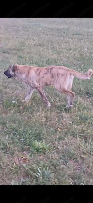 Disponibilă Femela kangal  - imagine 2