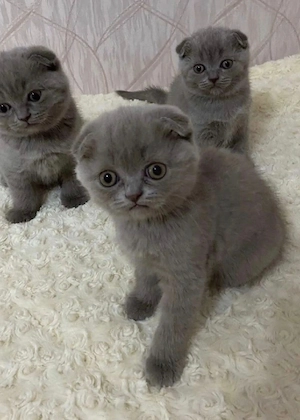 Scottish fold blue  - imagine 3