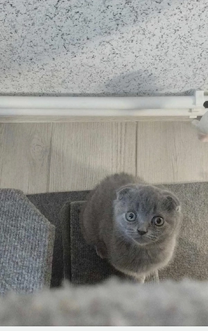 Scottish fold blue  - imagine 5