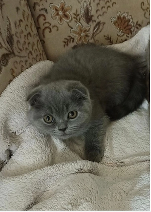 Scottish fold blue  - imagine 4