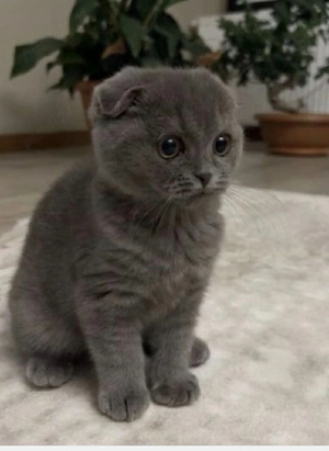 Scottish fold blue  - imagine 2