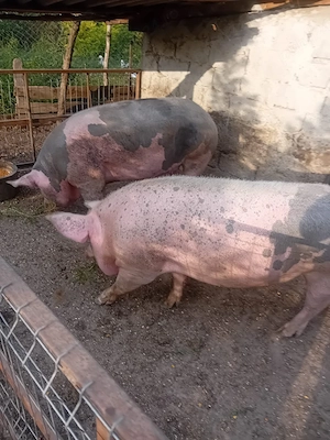vand porc 