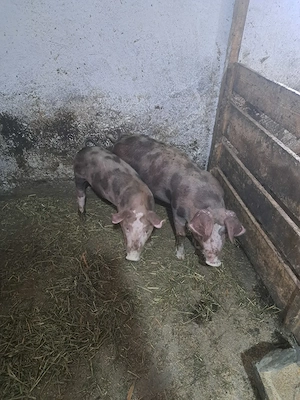 Purcei de vanzare 
